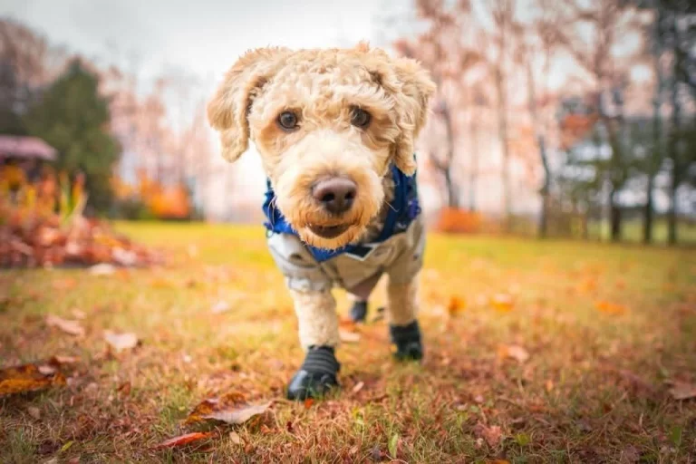 Curly-haired dog wearing a blue harness and protective boots walks on a grassy field covered with fallen leaves during autumn. The background features blurred trees in shades of orange and brown.