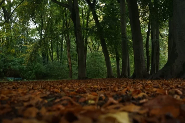 Tranquil forest floor covered in brown autumn leaves with tall green trees in the background. The scene is peaceful, with soft lighting filtering through the canopy.