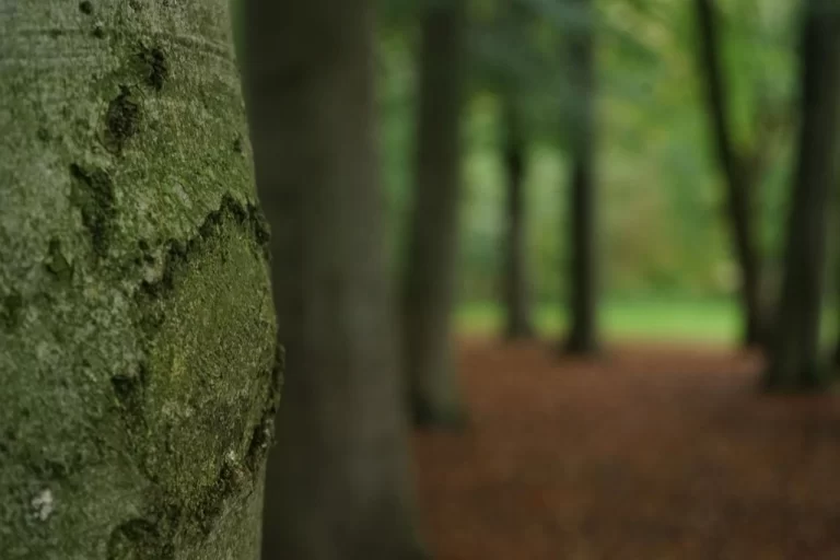 Close-up of a tree trunk covered in green moss with a blurred forest background. The soft focus highlights the texture of the bark.