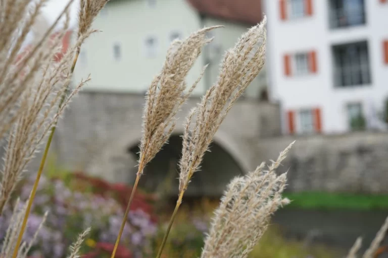 Serene Bridge with Autumn Grass in Focus